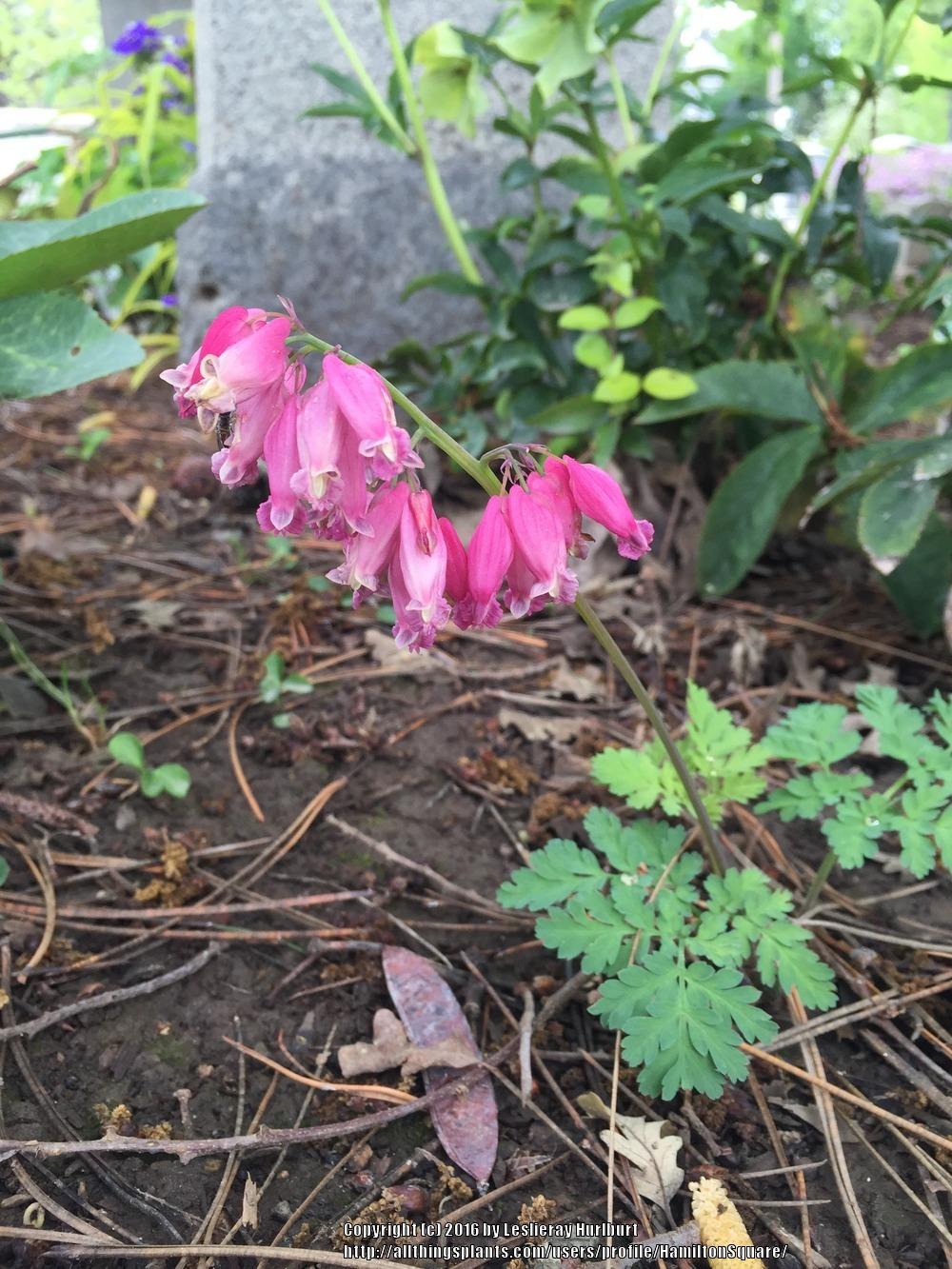 Photo of Bleeding Heart (Dicentra 'Luxuriant') uploaded by HamiltonSquare