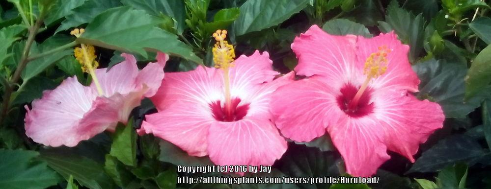 Photo of Tropical Hibiscus (Hibiscus rosa-sinensis 'Painted Lady') uploaded by Horntoad