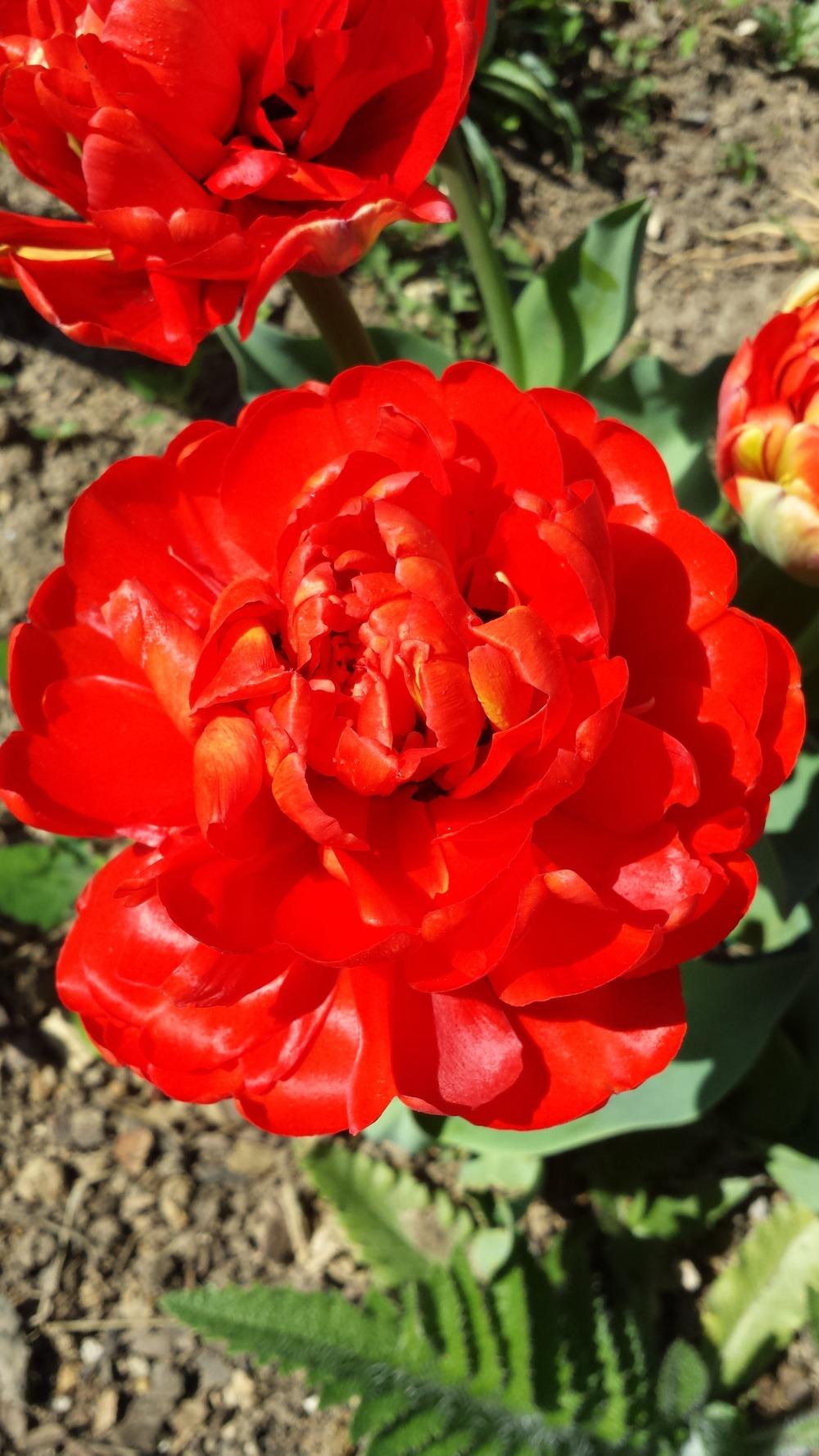 Photo of Double Late Tulip (Tulipa 'Miranda') uploaded by gemini_sage
