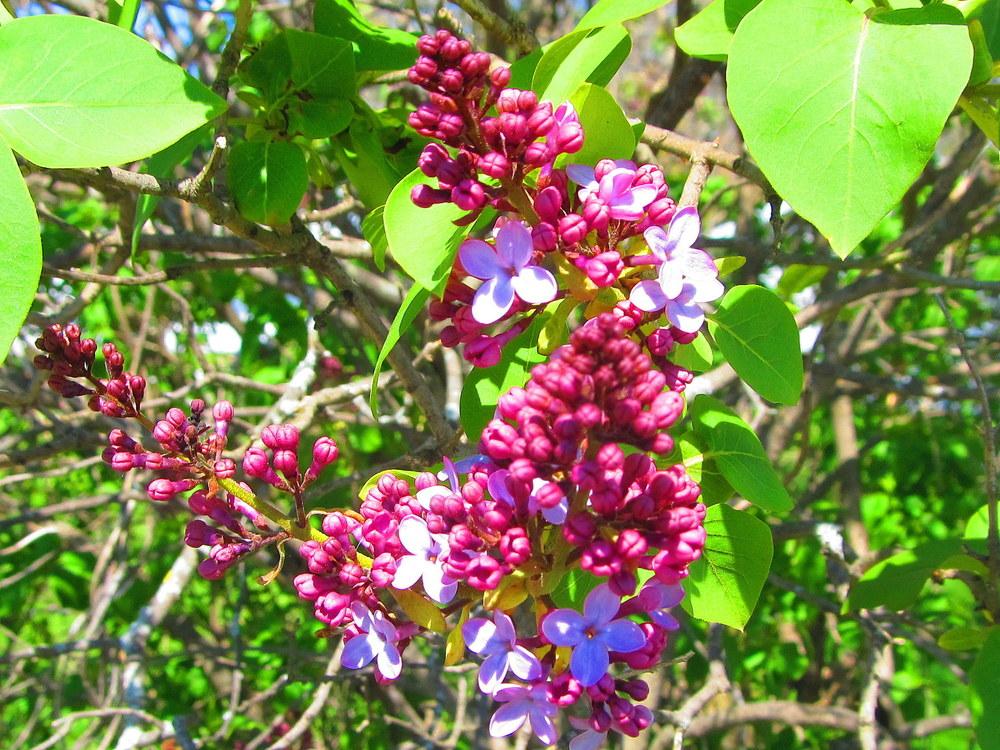 Photo of Common Lilac (Syringa vulgaris) uploaded by jmorth