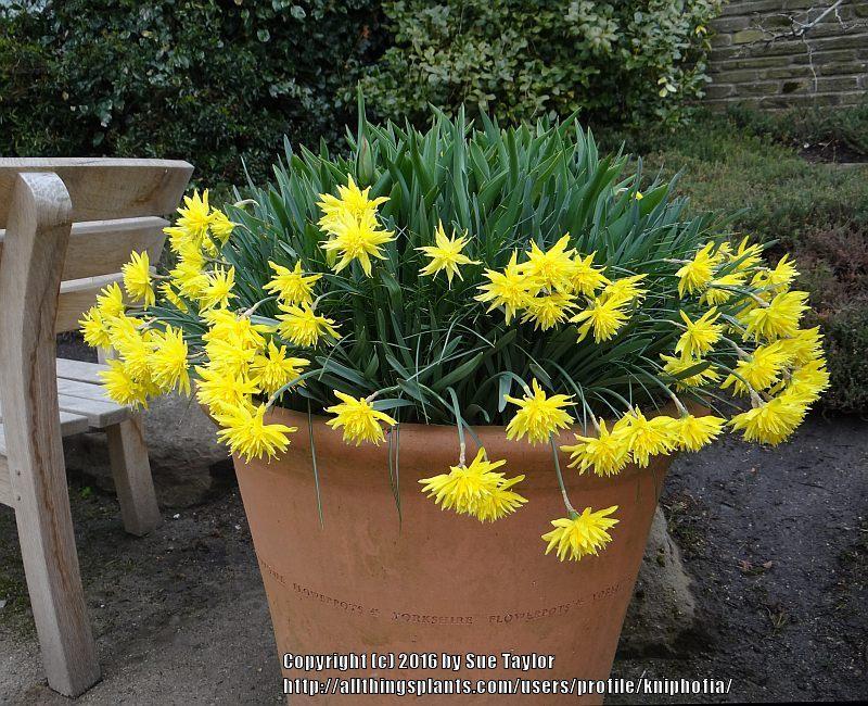 Photo of Double Daffodil (Narcissus 'Rip van Winkle') uploaded by kniphofia