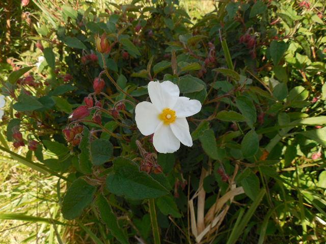 Photo of Sage Leaf Rockrose (Cistus salviifolius) uploaded by wcgypsy