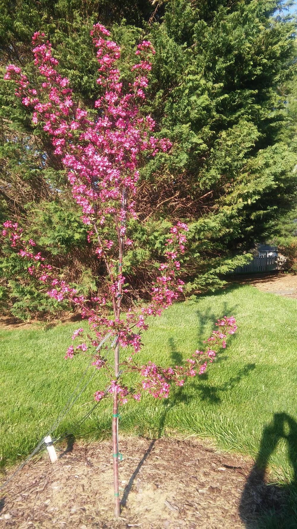 Photo of Crabapple (Malus 'Prairie Fire') uploaded by CAMfromMD