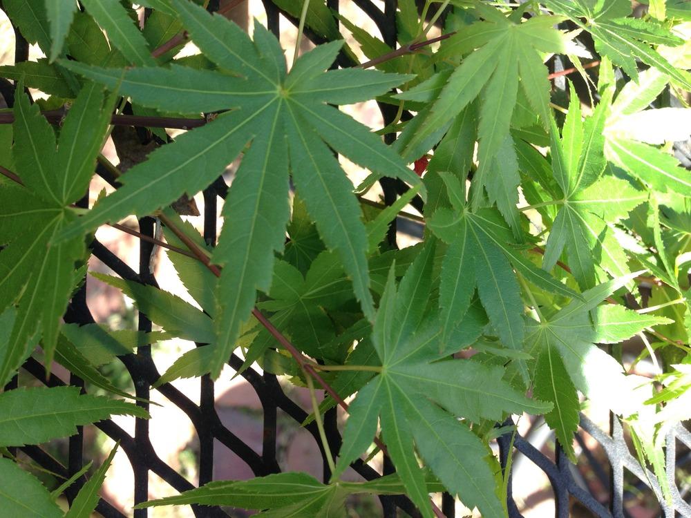 Photo of Japanese Maple (Acer palmatum) uploaded by Elizbeth