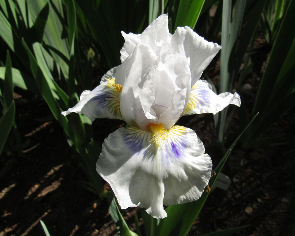 Photo of Intermediate Bearded Iris (Iris 'Grindelwald') uploaded by Lestv