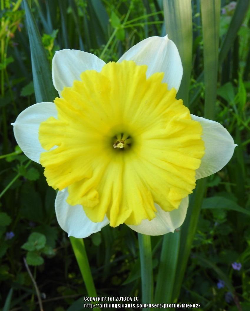 Photo of Large-Cupped Daffodil (Narcissus 'Dinnerplate') uploaded by Mieko2
