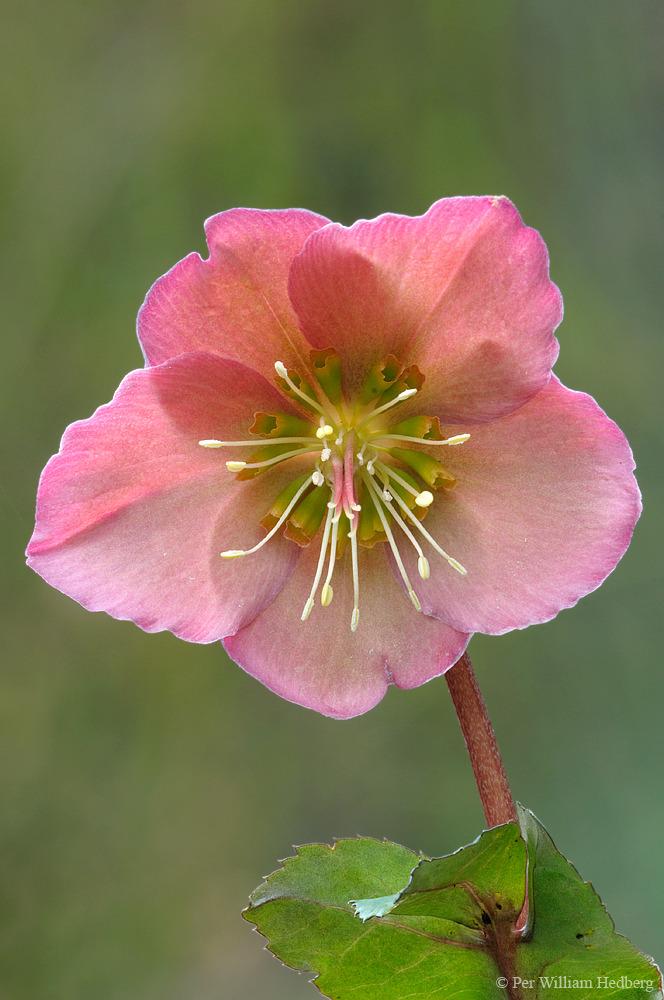 Photo of Hellebore (Helleborus x hybridus Frostkiss™ Penny's Pink®) uploaded by William