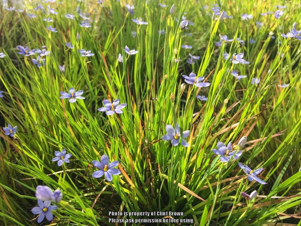 Photo of Narrowleaf Blue-Eyed Grass (Sisyrinchium angustifolium) uploaded by clintbrown