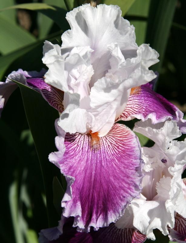 Photo of Tall Bearded Iris (Iris 'Gracious Curves') uploaded by Calif_Sue
