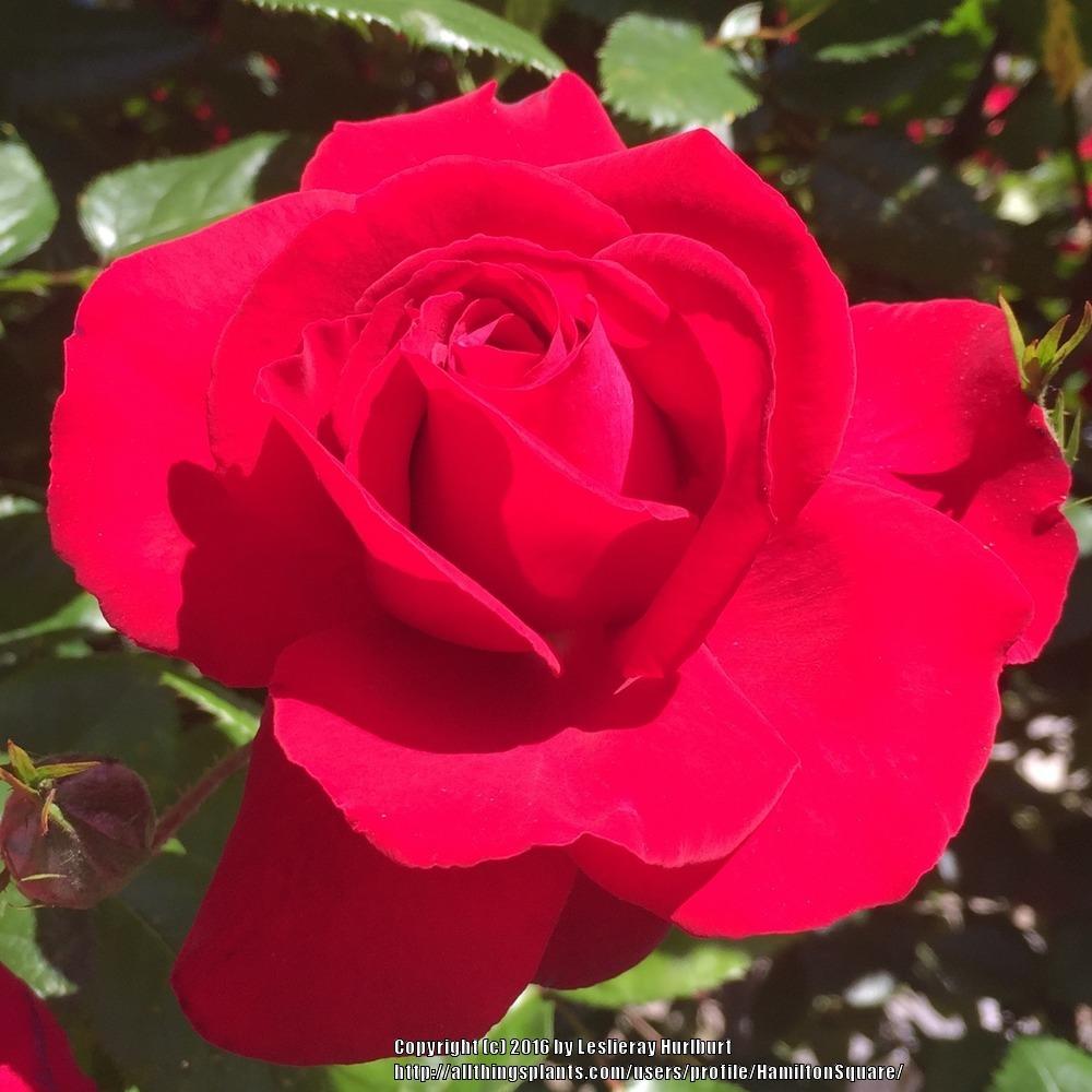 Photo of Rose (Rosa 'Rosendorf Schmitshausen') uploaded by HamiltonSquare
