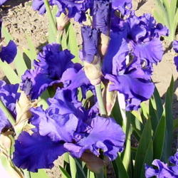 Location: Mrs. Z's - Kelowna, B.C.
Date: 2007-05-30
 6:50 am. Another Schreiner beauty. One of my favourite irises.