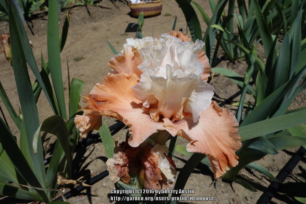Photo of Border Bearded Iris (Iris 'Timely Kiss') uploaded by Henhouse