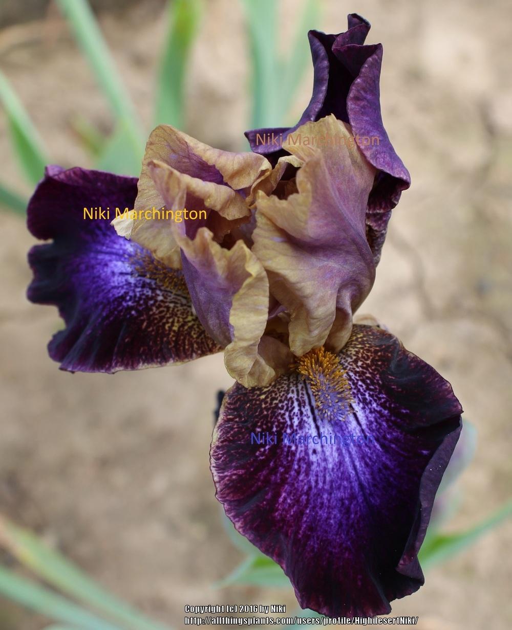 Photo of Intermediate Bearded Iris (Iris 'Parting Glances') uploaded by HighdesertNiki