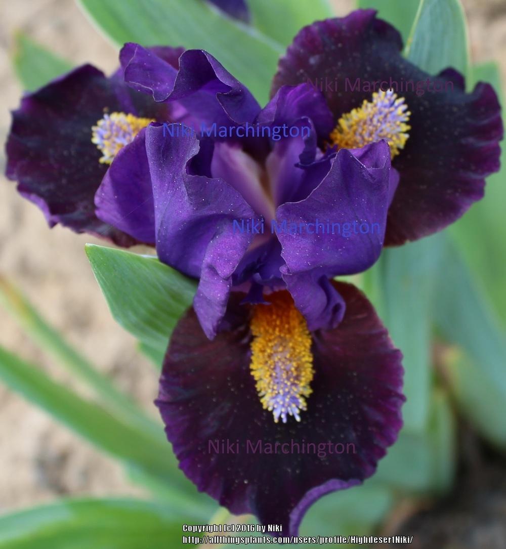 Photo of Standard Dwarf Bearded Iris (Iris 'Ping') uploaded by HighdesertNiki