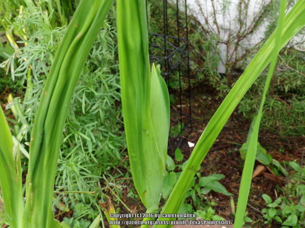 Photo of Species X Iris (Iris 'Ryugan') uploaded by TexasPlumeria87