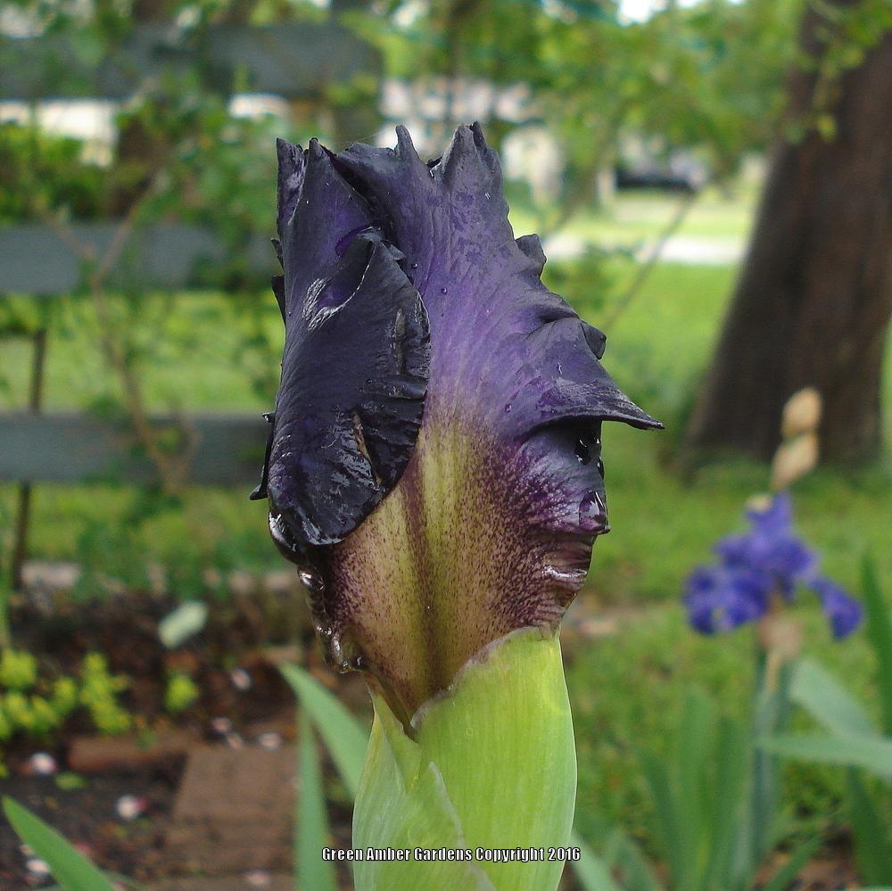 Photo of Tall Bearded Iris (Iris 'Sharp Dressed Man') uploaded by lovemyhouse