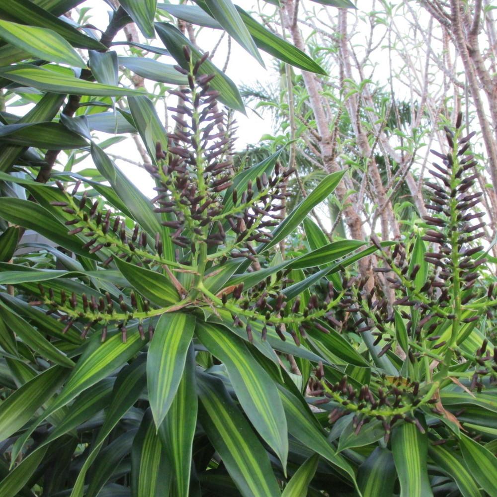 Photo of Song of India (Dracaena reflexa 'Song of Jamaica') uploaded by Dutchlady1