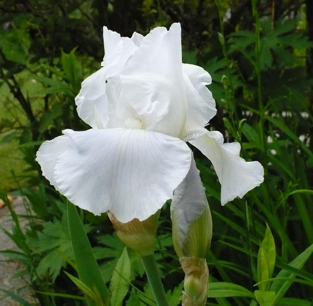 Photo of Tall Bearded Iris (Iris 'Immortality') uploaded by HemNorth