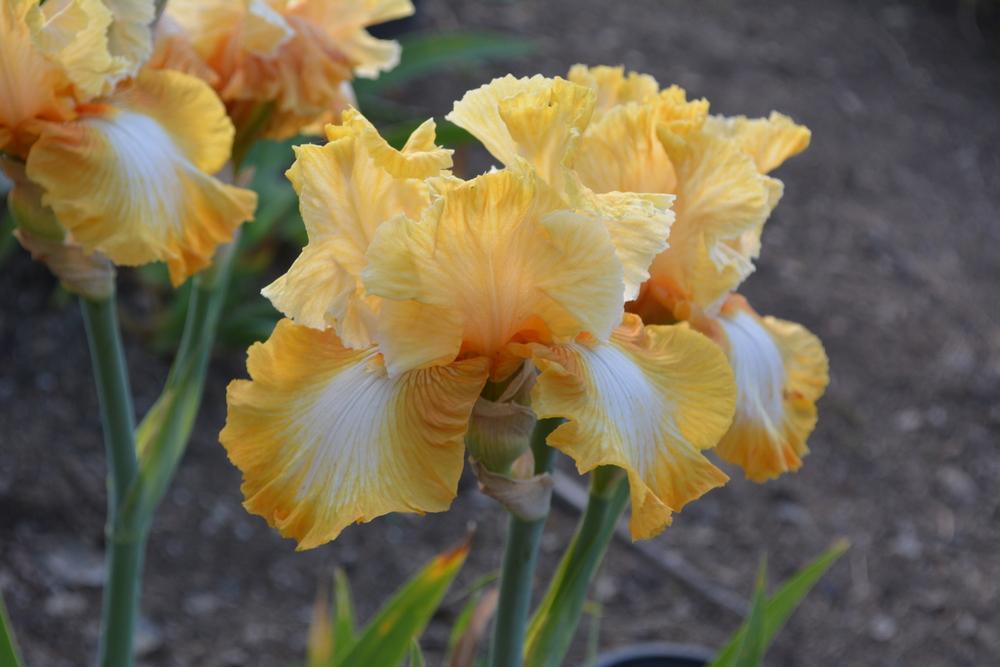 Photo of Tall Bearded Iris (Iris 'Honeycomb') uploaded by Phillipb2