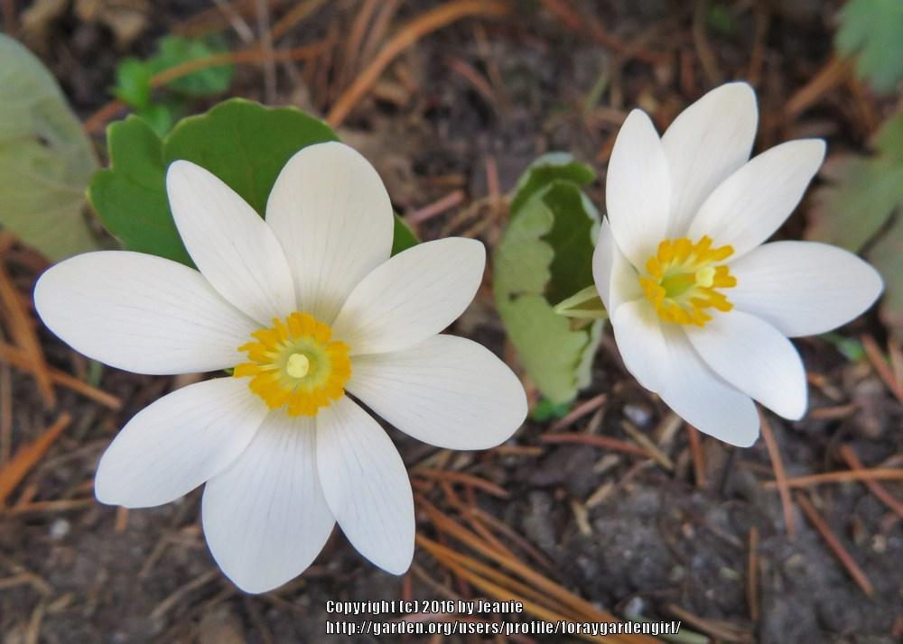 Photo of Bloodroot (Sanguinaria canadensis) uploaded by foraygardengirl