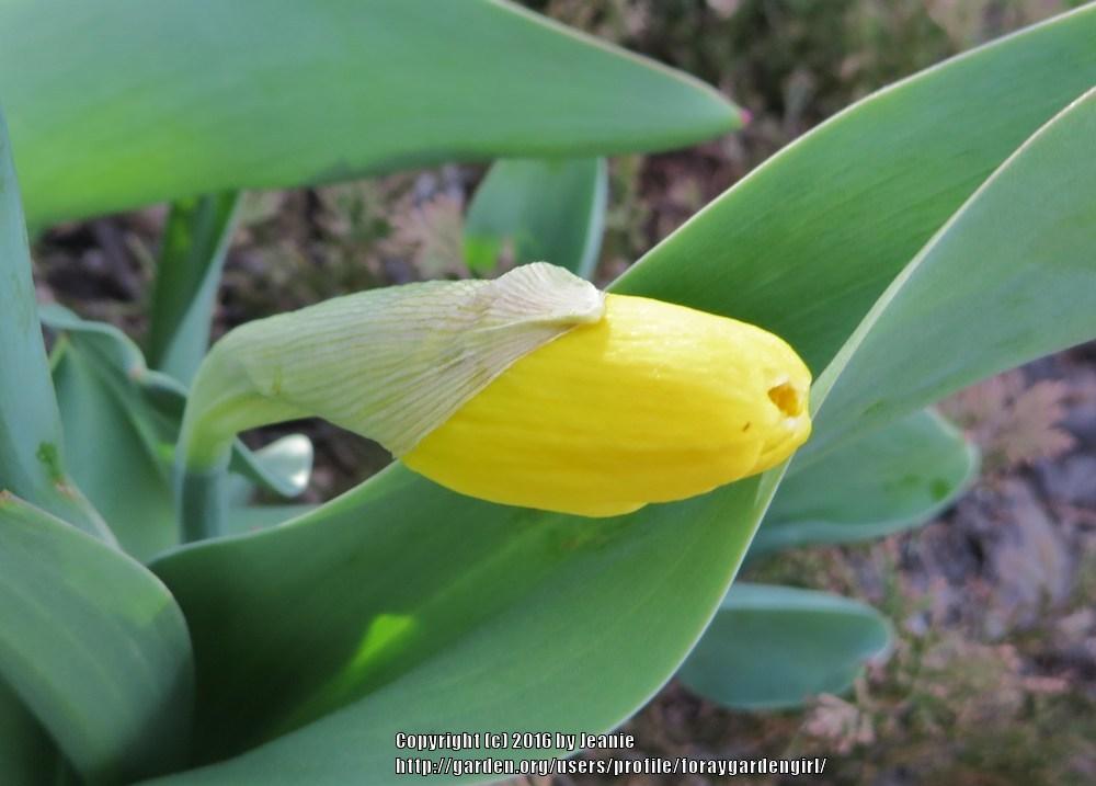 Photo of Daffodils (Narcissus) uploaded by foraygardengirl
