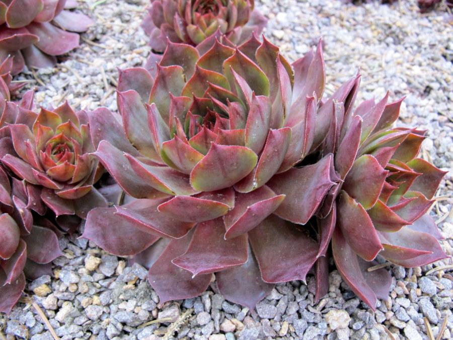 Photo of Hen and Chicks (Sempervivum 'Loes') uploaded by goldfinch4