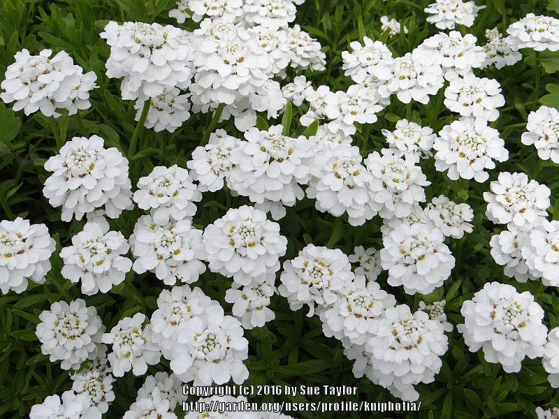 Photo of Evergreen Candytuft (Iberis sempervirens) uploaded by kniphofia
