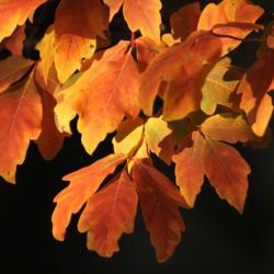 Location: Wallsend, Tyne and Wear, England
Date: Autumn 2012
Autumn leaves of Acer Griseum
