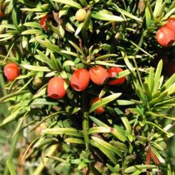 Location: Wallsend, Tyne and Wear, England
Date: 2004-10-04
Yew fruits