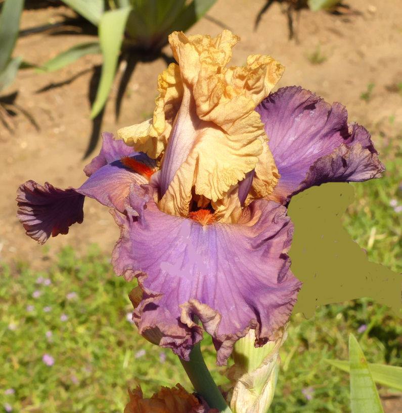 Photo of Tall Bearded Iris (Iris 'Air of Mystery') uploaded by Misawa77
