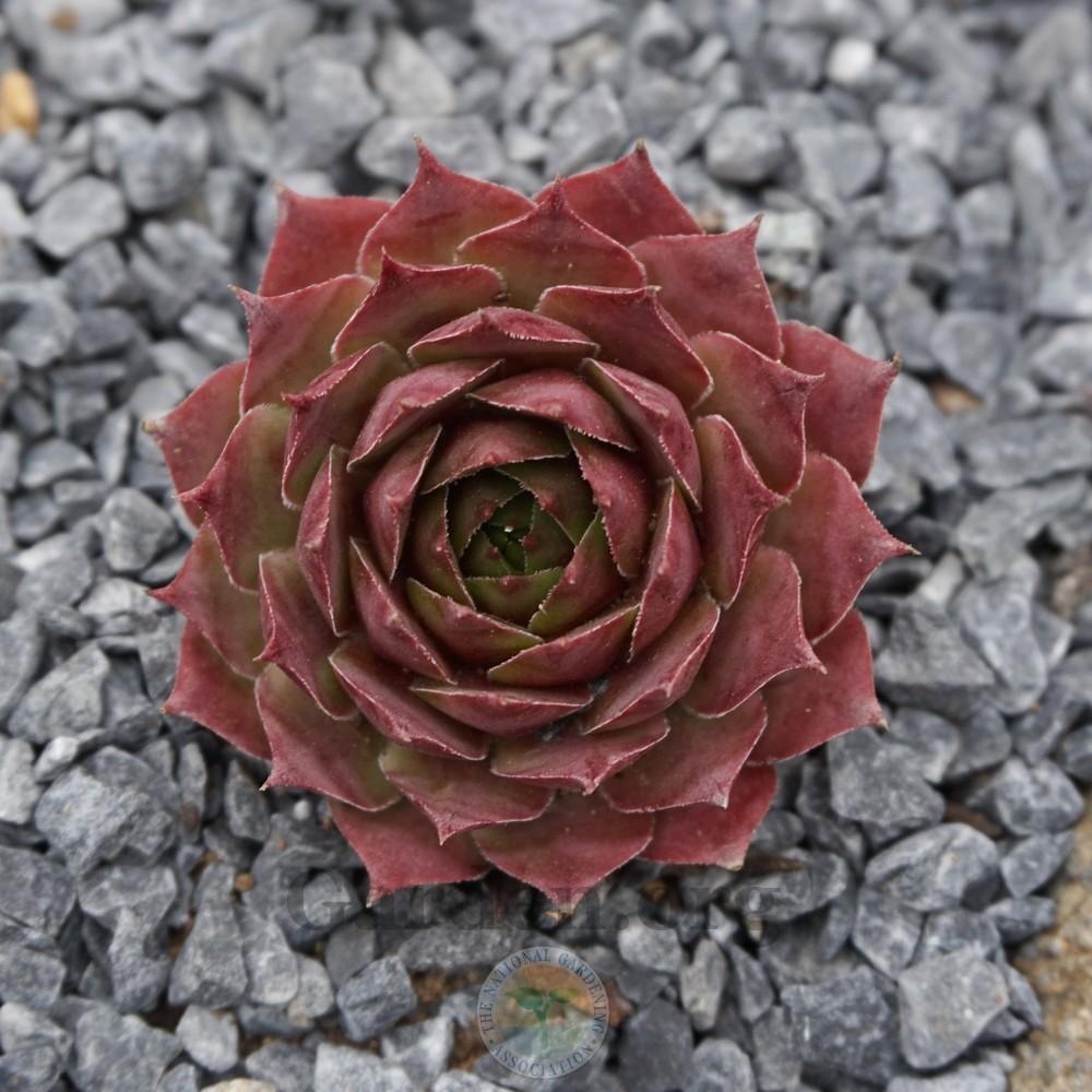 Photo of Hen and Chicks (Sempervivum 'Pluto') uploaded by Patty
