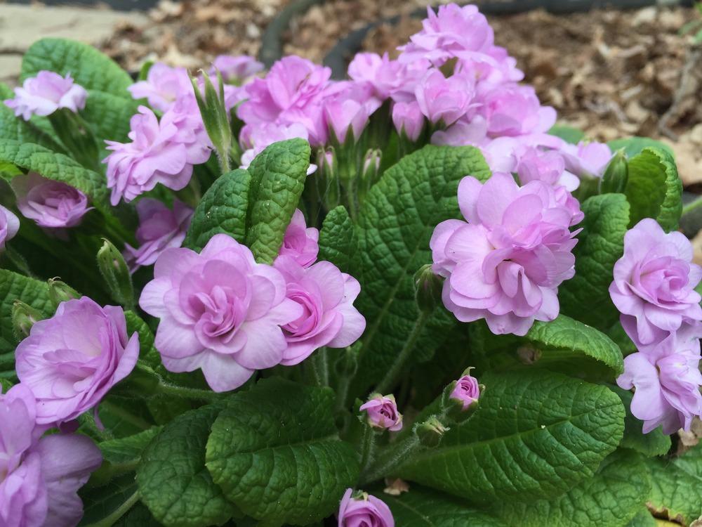 Photo of English Primrose (Primula vulgaris 'Quaker's Bonnet') uploaded by RobinSeeds