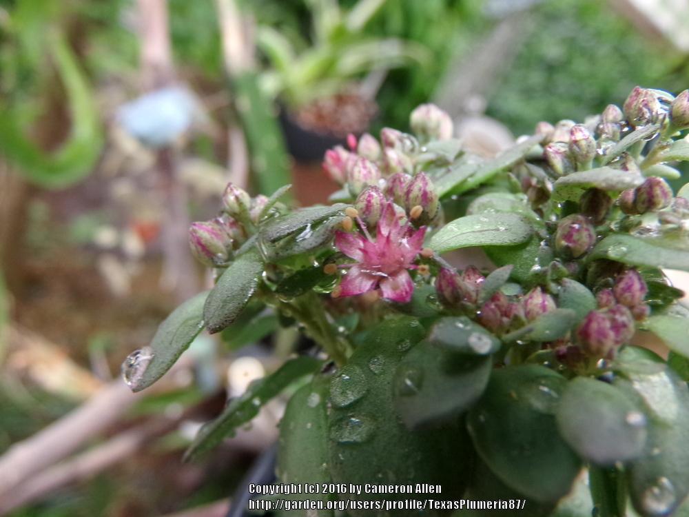 Photo of Sedum (Hylotelephium SunSparkler® Dazzleberry) uploaded by TexasPlumeria87