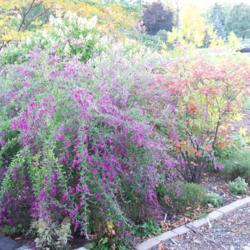 Location: my garden -Chicagoland area
Date: late October
'Gibralter' pares nicely with fall foliage