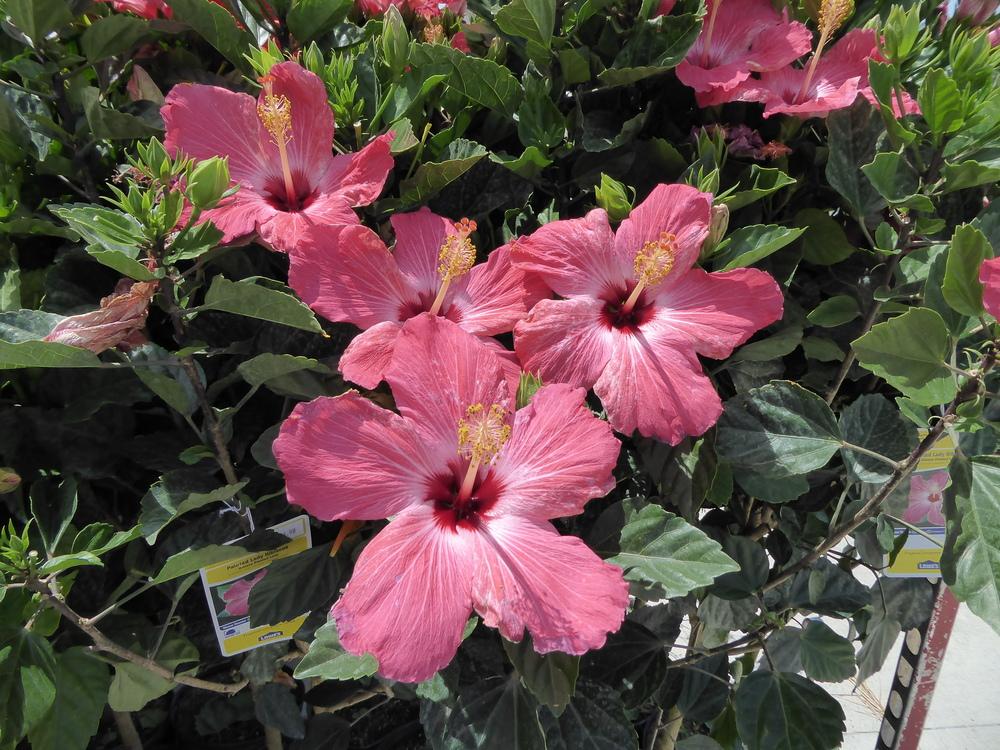 Photo of Tropical Hibiscus (Hibiscus rosa-sinensis 'Painted Lady') uploaded by mellielong