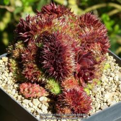 
Date: 2016-04-20
crested plant