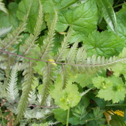 Location: Cedarhome, Washington
Date: 2013-05-31
Underside of leaves showing spores