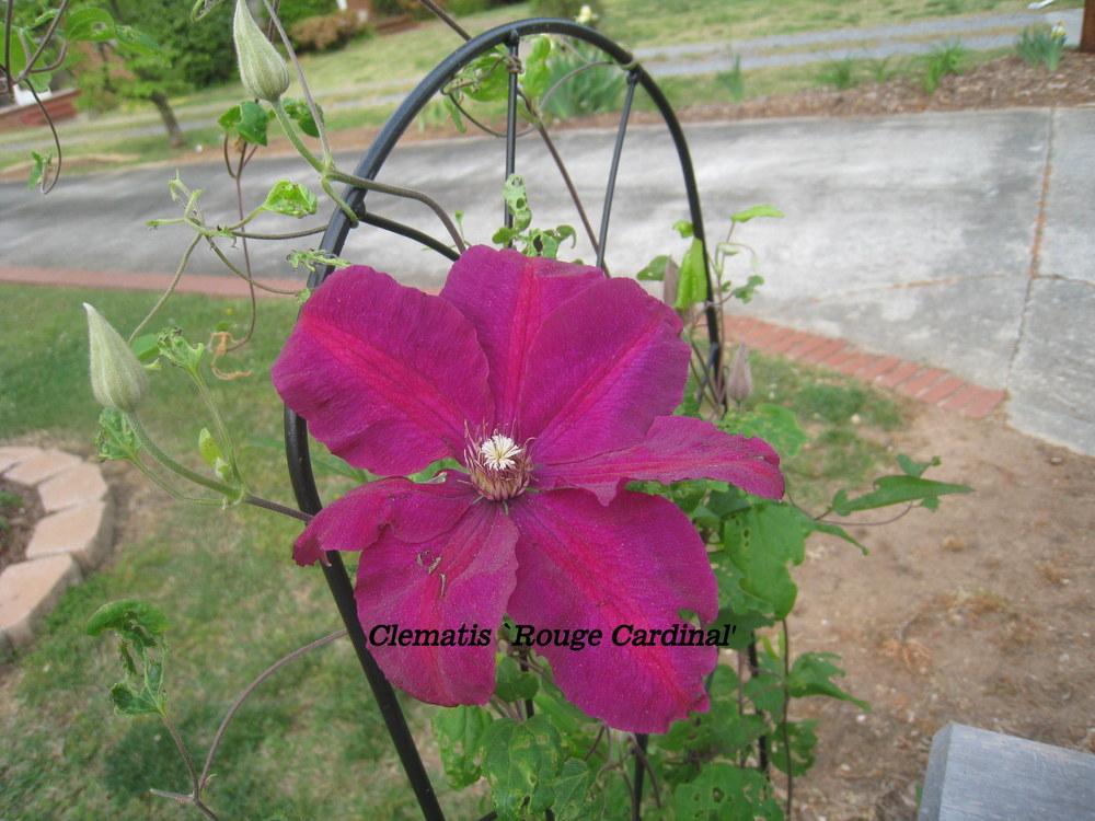 Photo of Clematis 'Rouge Cardinal' uploaded by Hemophobic