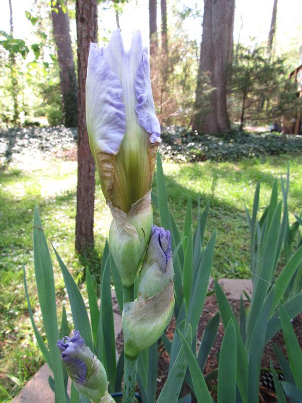 Photo of Tall Bearded Iris (Iris 'Stolen Identity') uploaded by Lestv