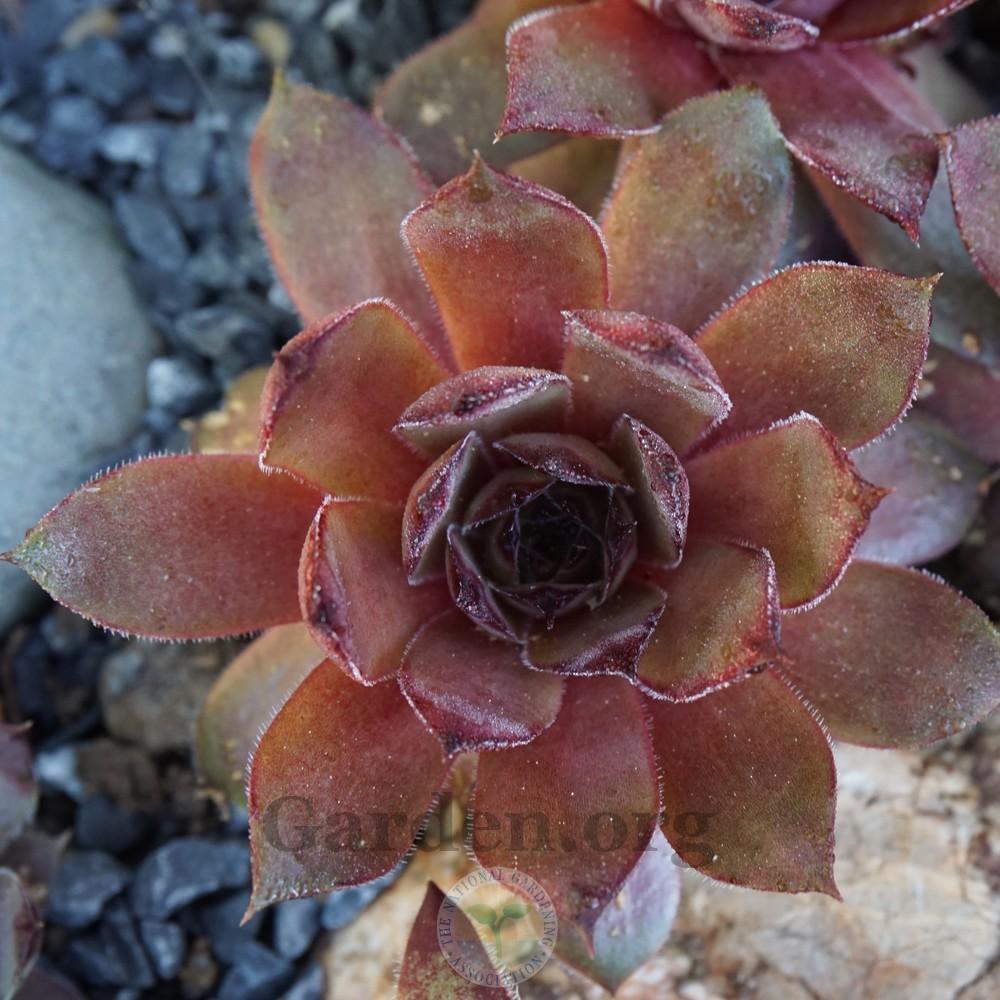 Photo of Hen and Chicks (Sempervivum 'Pocahontas') uploaded by Patty