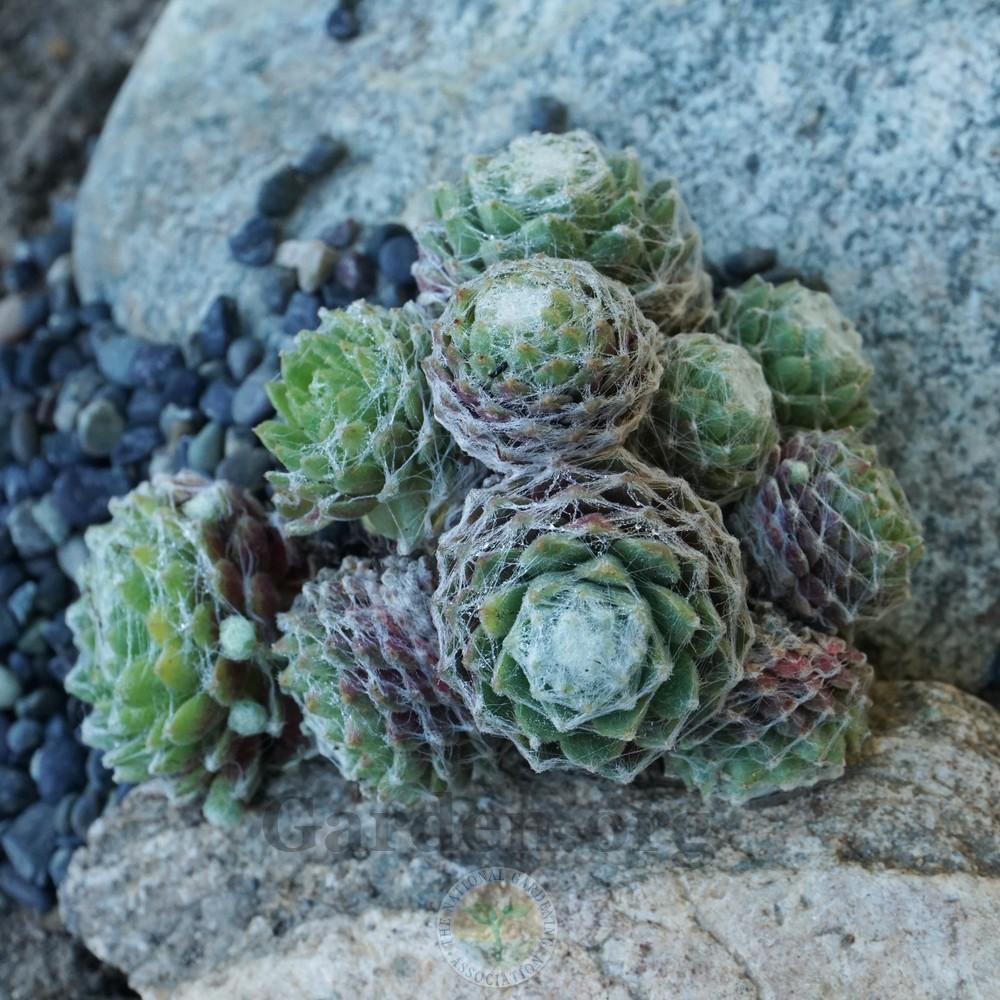 Photo of Hen and Chicks (Sempervivum 'Jack Frost') uploaded by Patty