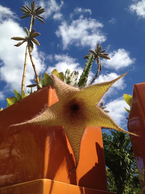 Photo of Starfish Plant (Ceropegia gigantea) uploaded by cmichelena