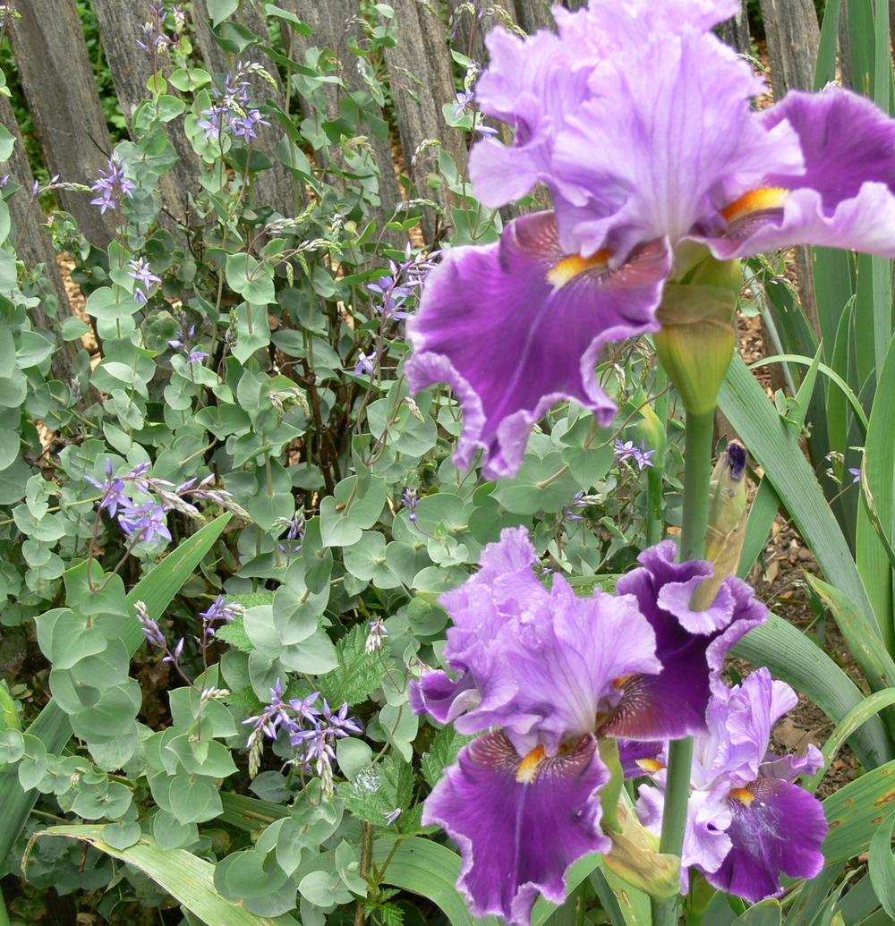 Photo of Tall Bearded Iris (Iris 'About Town') uploaded by janwax