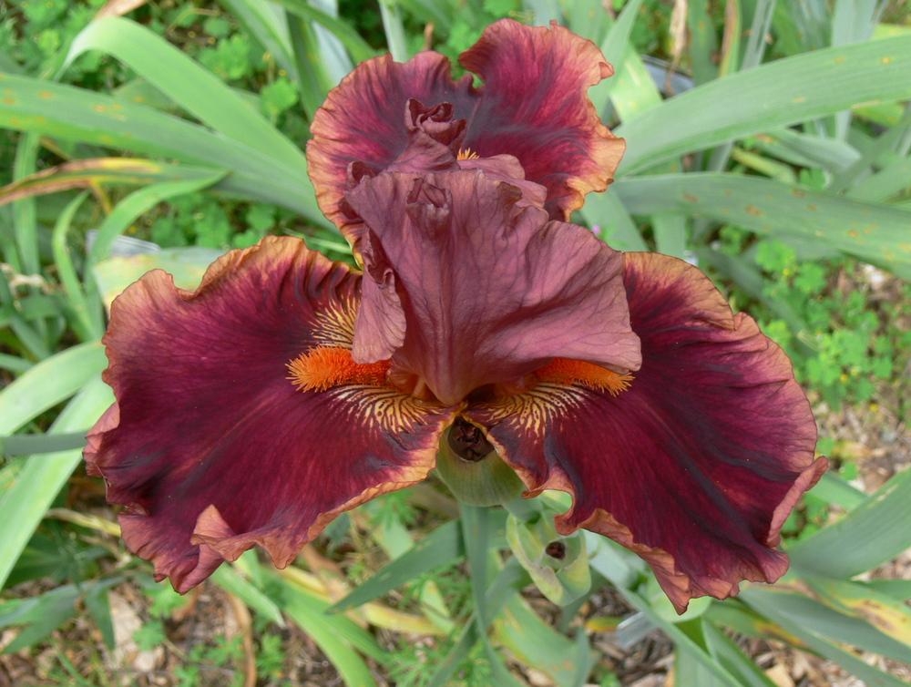 Photo of Tall Bearded Iris (Iris 'Drinks at Sunset') uploaded by janwax