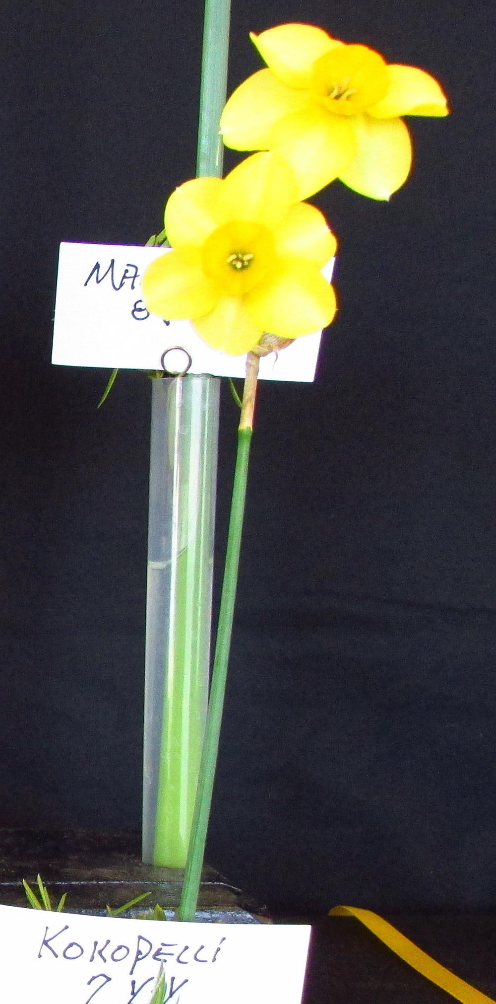 Photo of Jonquilla Daffodil (Narcissus 'Kokopelli') uploaded by jmorth
