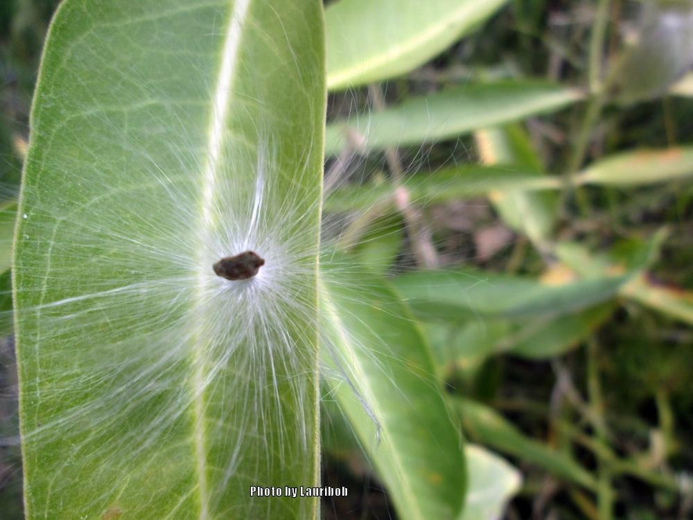 Photo of Showy Milkweed (Asclepias speciosa) uploaded by lauribob