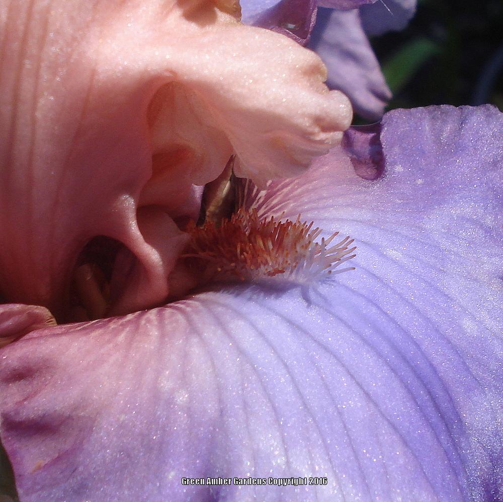 Photo of Tall Bearded Iris (Iris 'Fashionista') uploaded by lovemyhouse