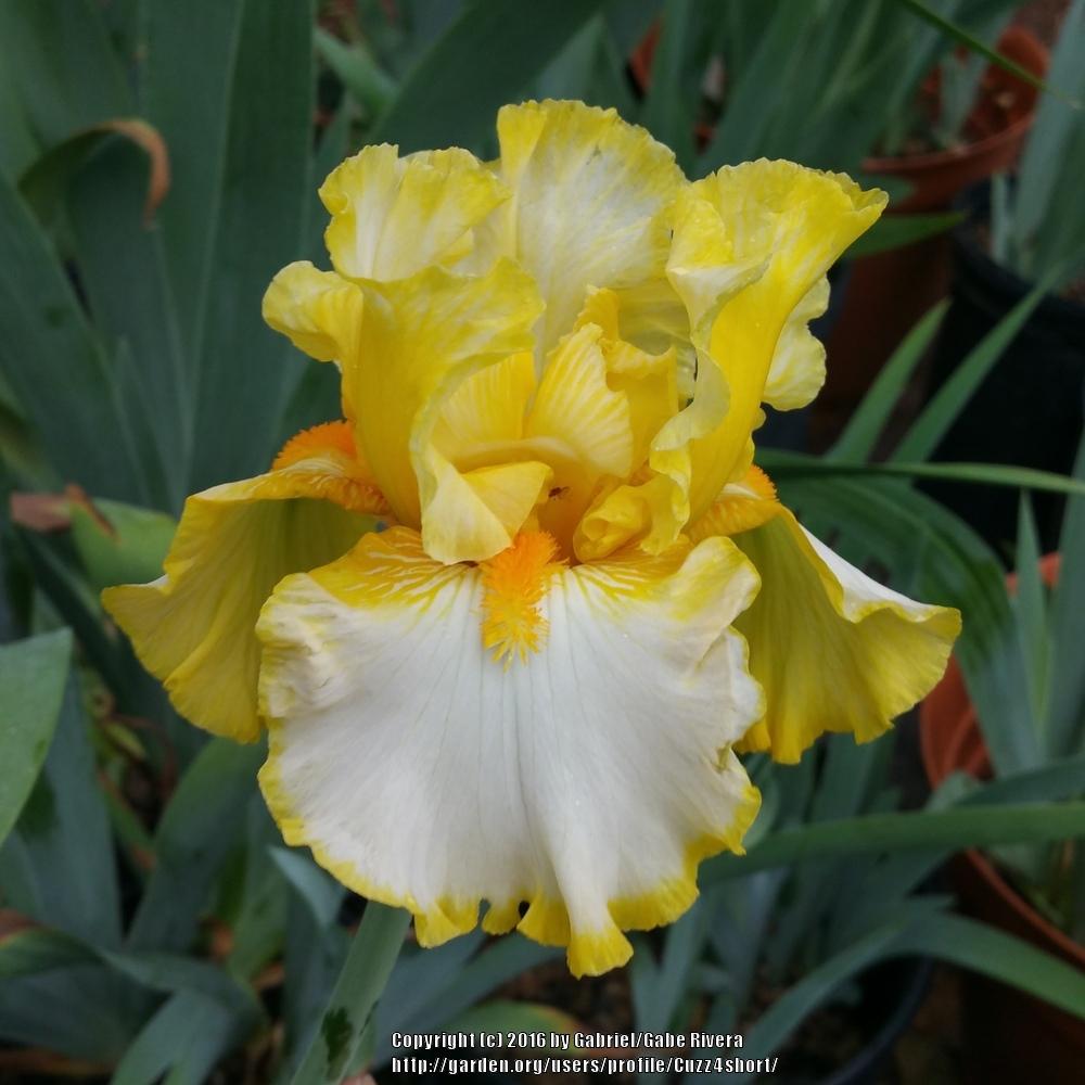 Photo of Tall Bearded Iris (Iris 'Sunrise Elegy') uploaded by Cuzz4short
