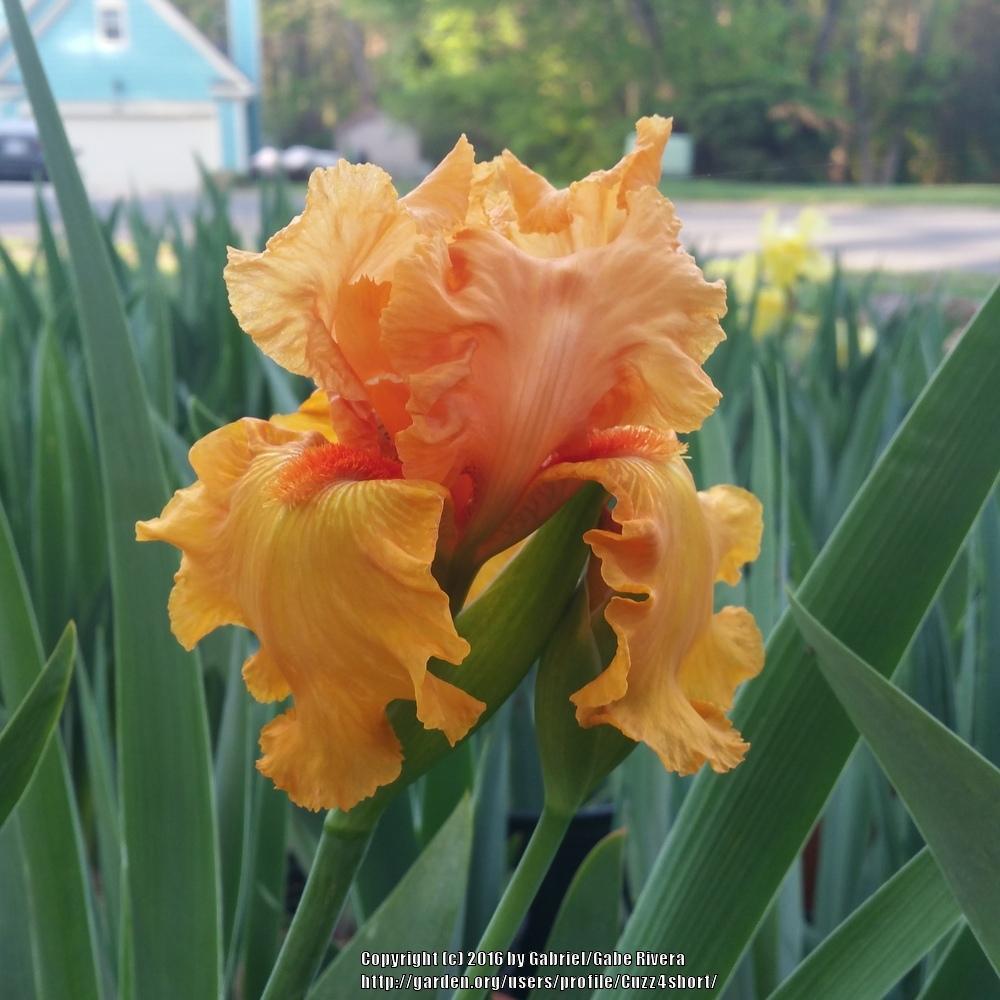 Photo of Tall Bearded Iris (Iris 'Savannah Sunset') uploaded by Cuzz4short