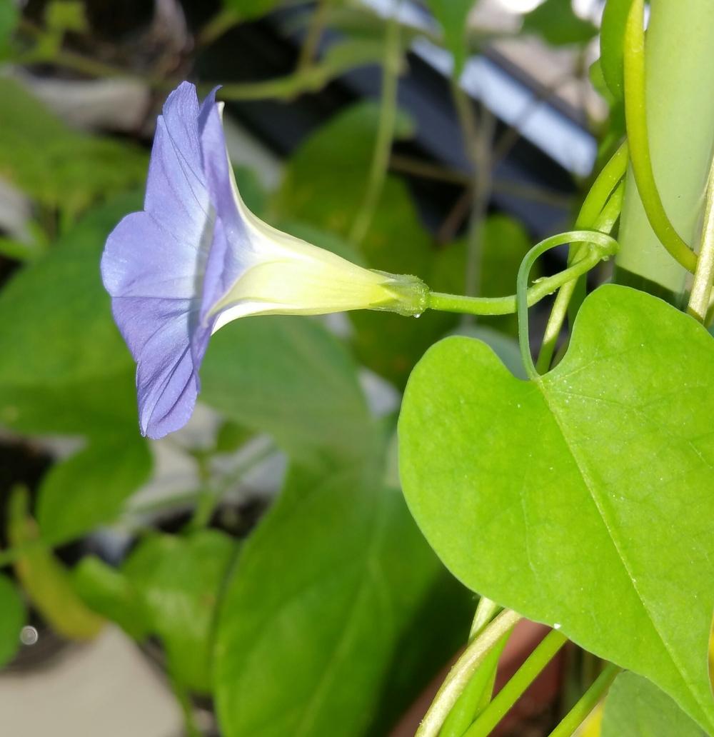 Photo of Morning Glory (Ipomoea cardiophylla) uploaded by Gerris2